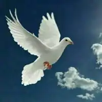 白头到老不分离