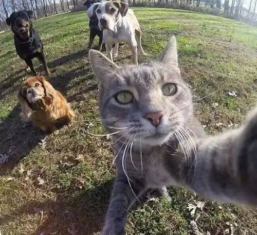 当猫咪爱上自拍,全世界的网友都在模仿