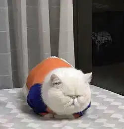 这难道就是传说中的猫饼哈哈哈哈哈哈哈