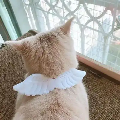 微信头像猫咪背影