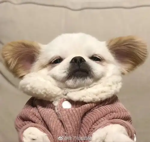 小lv们会有那种不想死但也不期待明天的状态嘛