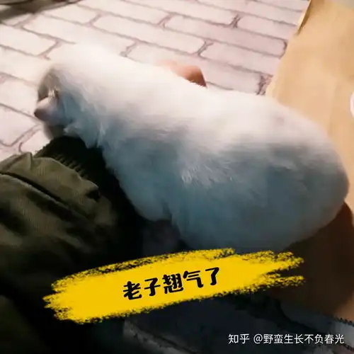 为什么现在的女生喜欢小奶狗