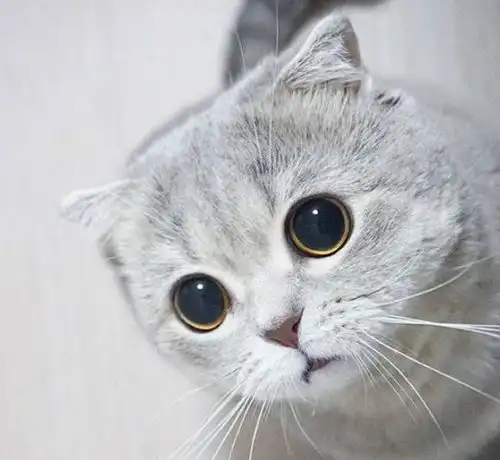 挠猫咪肚子,猫咪一激动竟然变这样,主人一看爆笑不止