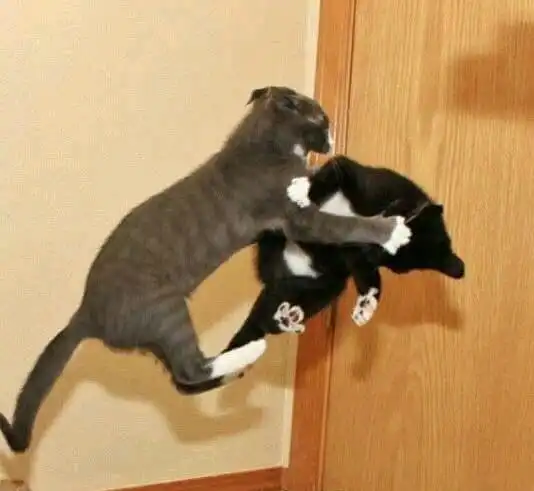 家中猫咪打架,主人拍下精彩一幕喵星人的战斗如拍电影一般