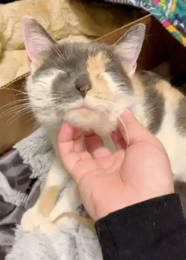 从太原男子开水烫猫事件,了解流浪的猫妈妈们过得到底有多惨