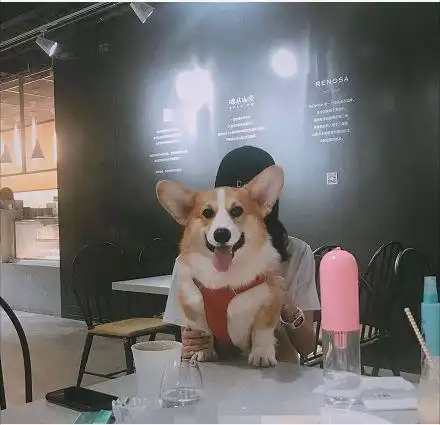 王思聪疑坐实新恋情,因一只狗柯基曝光新女友,这次不是网红了