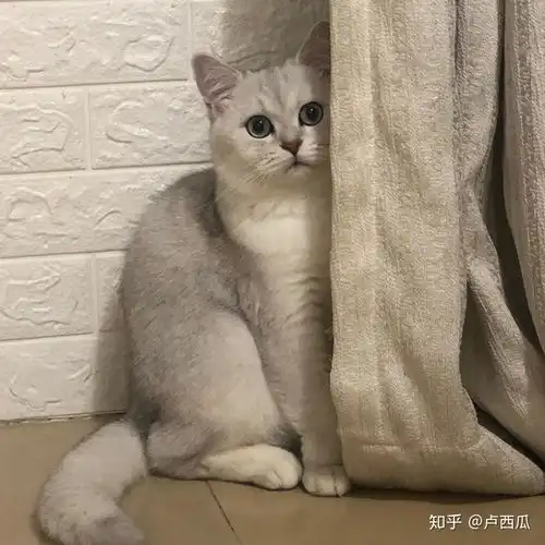 小时候还像银渐层,长大了就变这样了,买的猫舍还坚定的跟我说猫妈猫爸是渐层,到底是什么猫啊