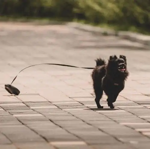 got7分享200802我的男友与狗狗系列更新日常想魂穿金月谦