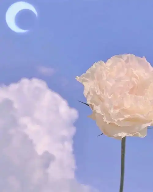 ins治愈系仙女头像风景