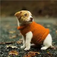 微信女生动物头像图片大全微信头像图片大全