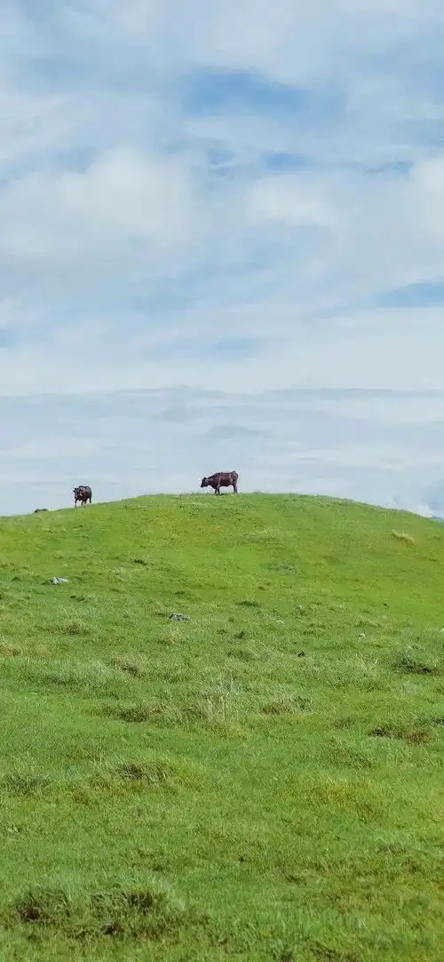 壁纸绿色系,真的超级养眼