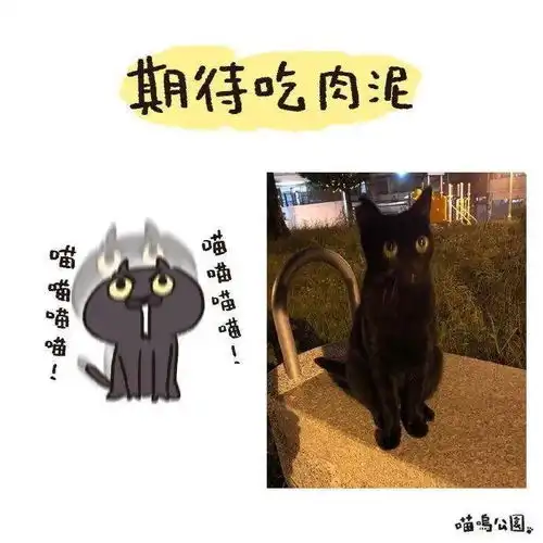 初次见面的小橘猫vs养了半年的橘猫