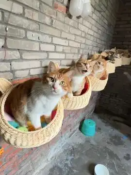 可爱的猫咪和水豚的故事萌宠出道计划猫咪治愈系萌到爆炸了治愈世界治愈你