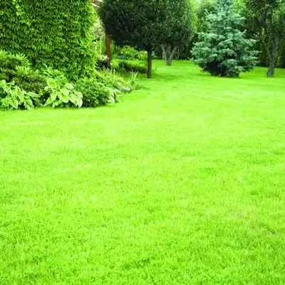 清新绿色风景头像,最好看的绿色护眼的草地风景图片