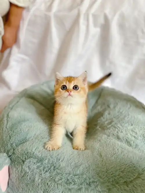 金渐层蓝金渐层找家长