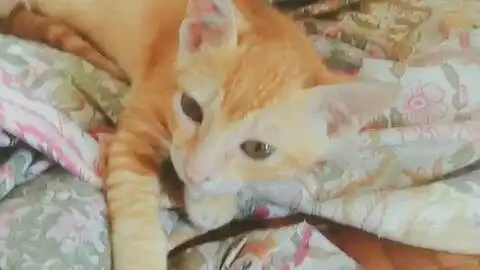 佛系猫大橘的视频