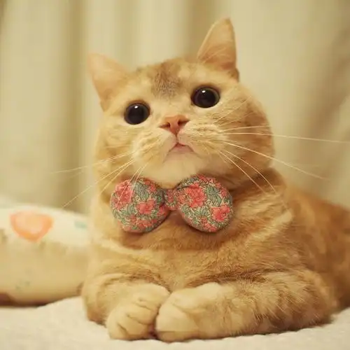 萌炸惹颜值忒高的小奶猫来袭