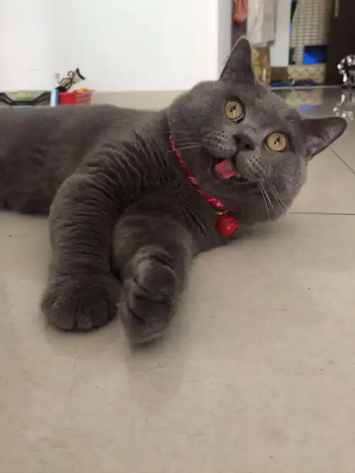 1岁多的英短蓝猫找女朋友