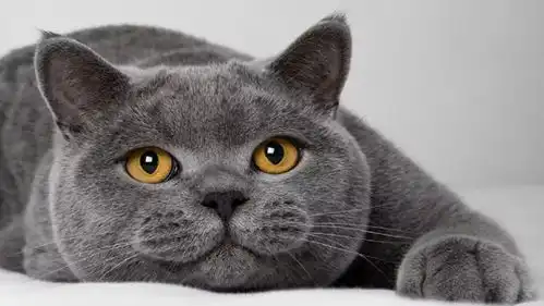 想养猫又拿不准品种这十大名猫你可以参考一下