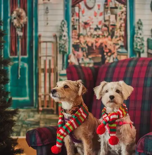 宠物圣诞专辑来啦,看看这些交际狗网红狗单身狗都是怎么过的
