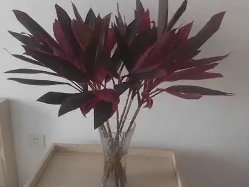 1种植物,是红色的富贵竹,客厅养1盆,好运又招财