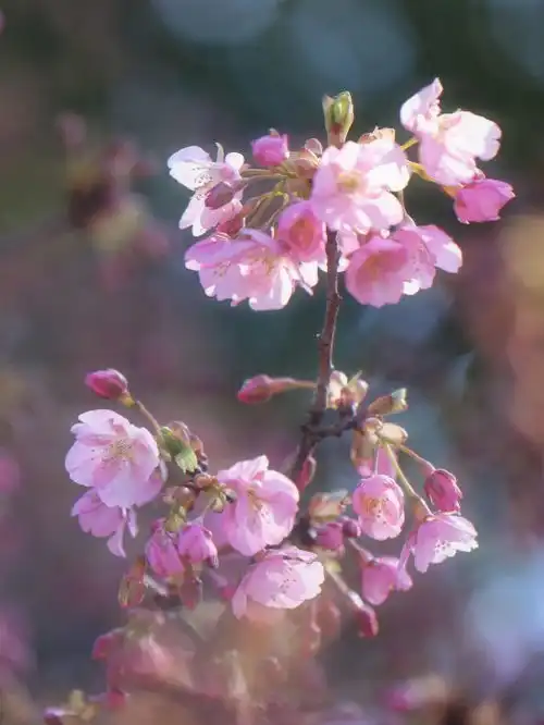 5大板块,21项系列活动上海樱花节3月15日开幕