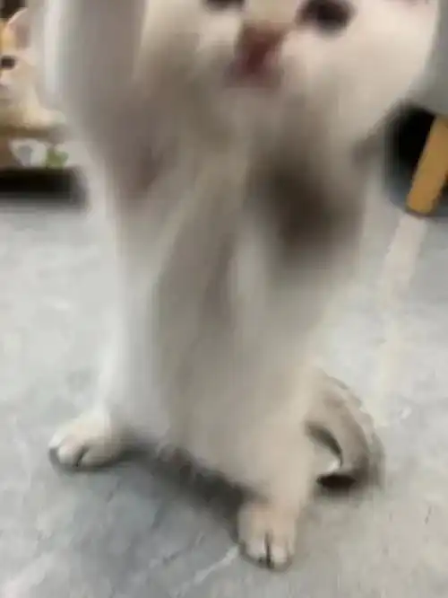 云养猫ing萌宠萌化了金点渐层治愈猫咪小奶猫