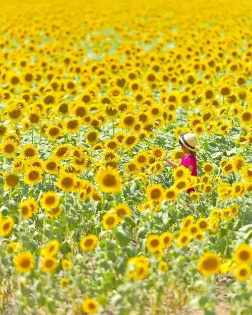 地表最萌父爱以宫崎骏动画的摄影风格,进行最暖心的晒娃之举