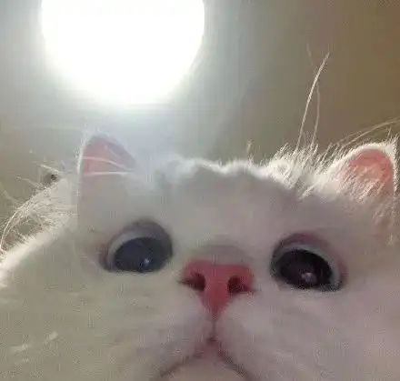 进来看小猫咪自拍新鲜素颜无p图