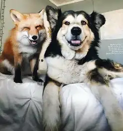 嘎哈丨忠厚老实汪就这样被一只狐狸迷住了...各种秀恩爱,单身狗慎入