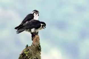 80400镜头学拍鸟,两只白腿小隼,婺源的收获专辑大海秋风