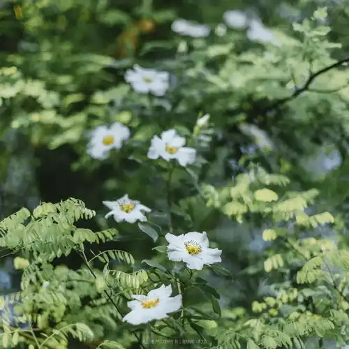 黎明能治愈所有的疼痛绿色系背景图