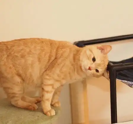 小猫咪整天跟猫妈要亲亲,猫妈满脸的幽怨这孩子有病吧