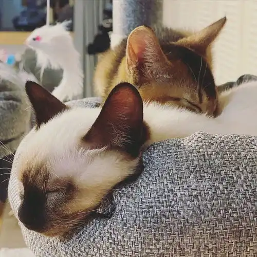 进来吸你爱豆家的猫嘛威人吸喵记录withleon