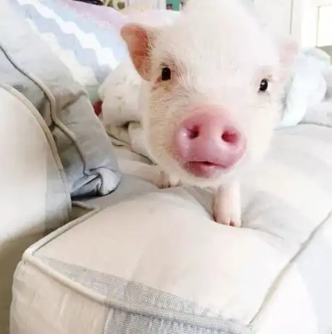 粉红猪小妹,真正的精致猪猪女孩儿在这呢