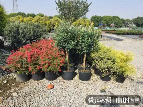 来看看年宵花行情,蝴蝶兰郁金香卖断货,连没花没叶的盆栽网店也日销百万元