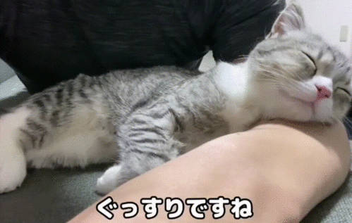 最可爱养成系小猫麻薯丸是如何成为顶流的还打破了世界纪录