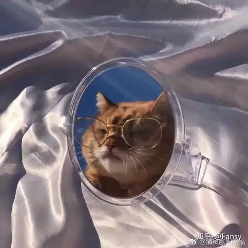 求猫和兔子的情侣头像