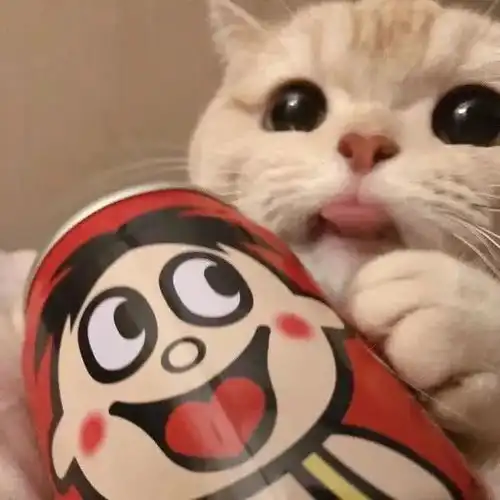 欧美系头像女抱猫肾衰竭