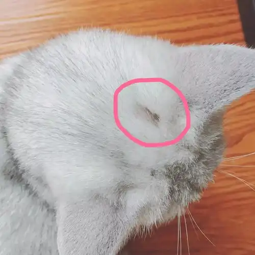 我得了猫癣,该怎么办