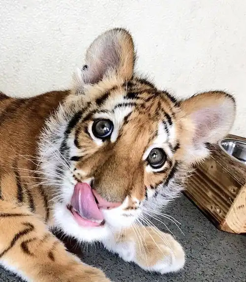 粉嫩肉球太疗愈日动物园曝光新生小白狮萌照卖萌帮灾民加油打气