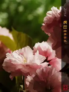 虎丘踏青赏花系列之赏樱花