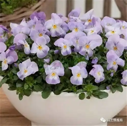 第2集花力系列