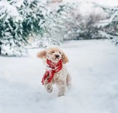 点击来源直接获取大图文件可爱有趣的小狗戴着红围巾在雪地玩耍摄影搞笑狗狗高清大图