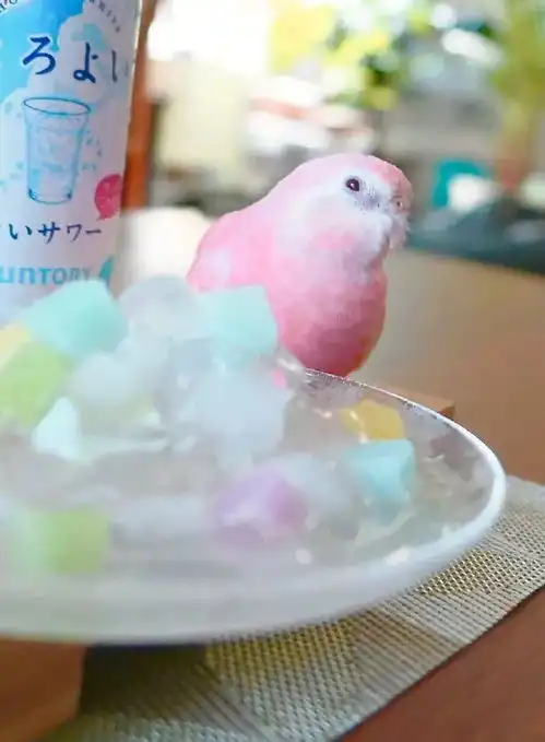 桃桃鸟鸟傻傻分不清楚,粉色代表老夫的少女心
