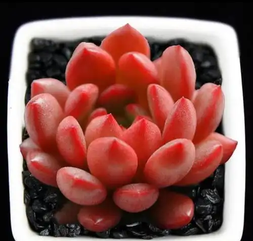 多肉桃美人和红宝石,一个粉红娇艳一个鲜红如红宝石,太爱了