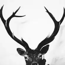 鹿微信头像微信头像图片大全