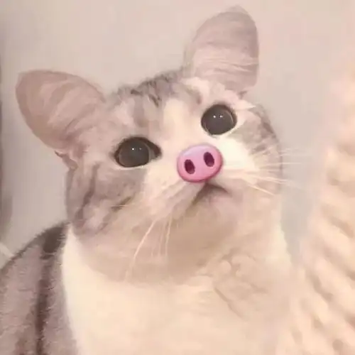 萌宠动物系列个性头像