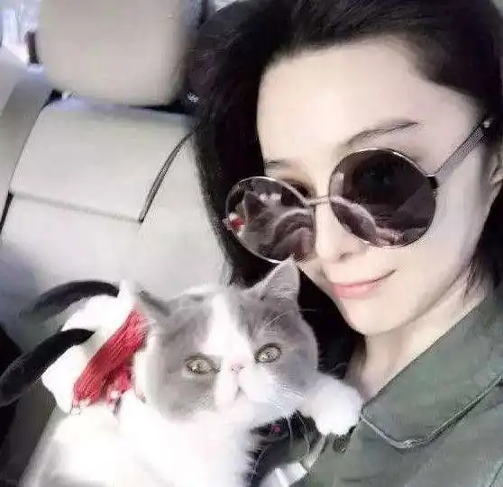 8种最温柔的猫咪,范冰冰家排第一,体轻音柔易推倒