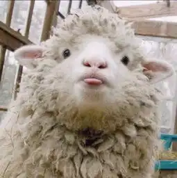 新视野新疆羊儿的奇幻之旅